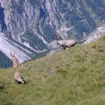 steinbock