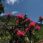 alpenrosen