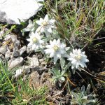 edelweiss