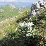 edelweiss2