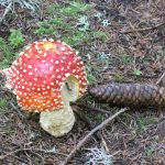 fliegenpilz