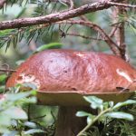 steinpilz